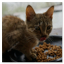 Sokakta mama yiyen tekir kedi