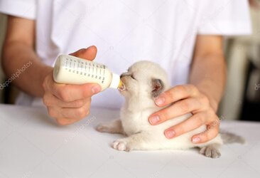 Yavru kedi beslenmesi rehberi