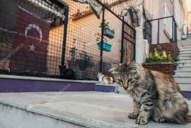 Sokak kedileri için mama ve su bırakma rehberi