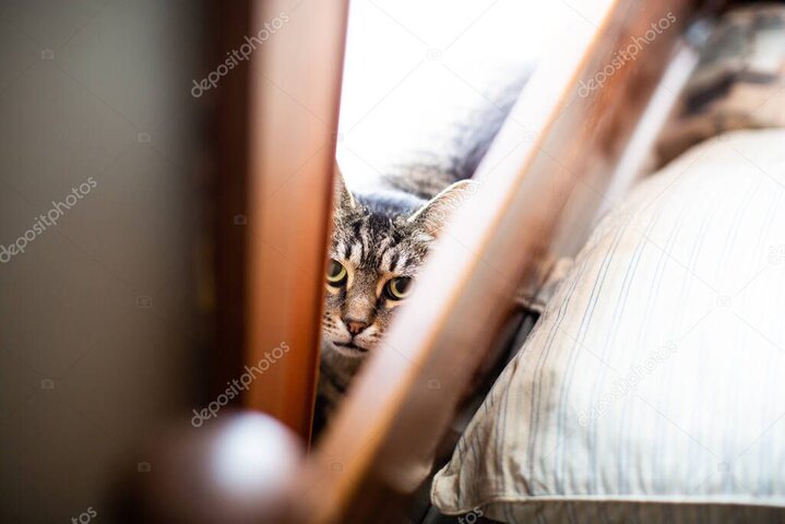 Sosyalleşme sürecindeki kedi