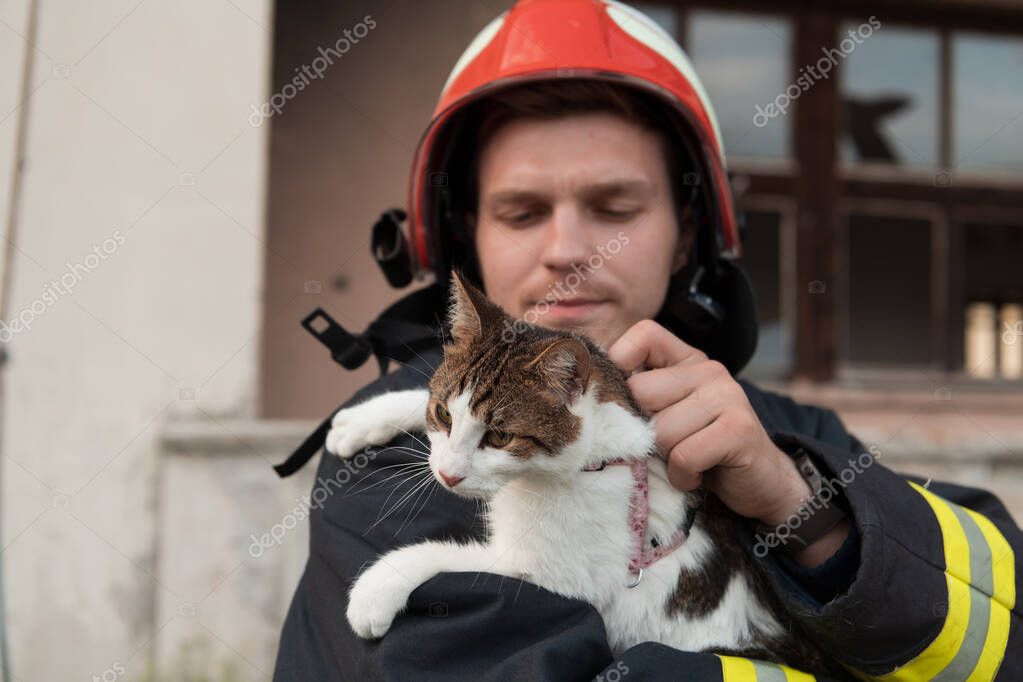 Gri tekir kedi profil fotoğrafı