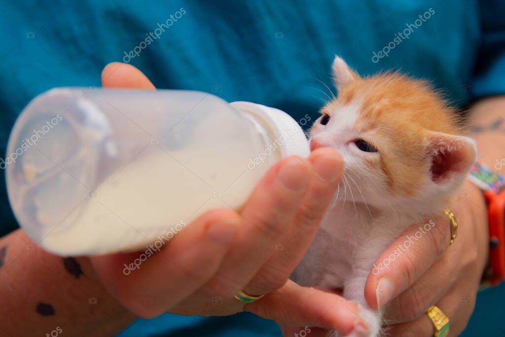 Acil vaka: Yavru kedi besleme
