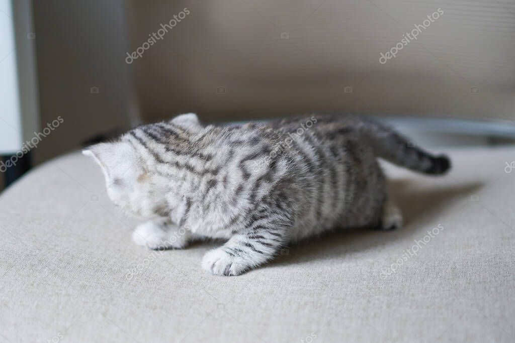 Siyah yavru kedi profil fotoğrafı