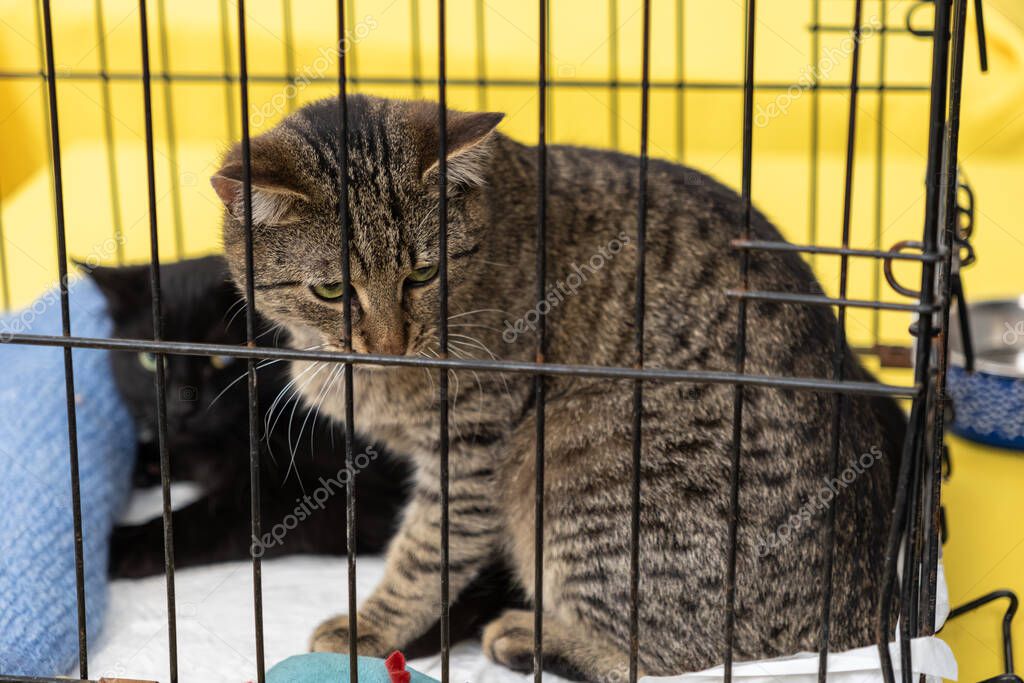 Geçici bakım alanında dinlenen kedi
