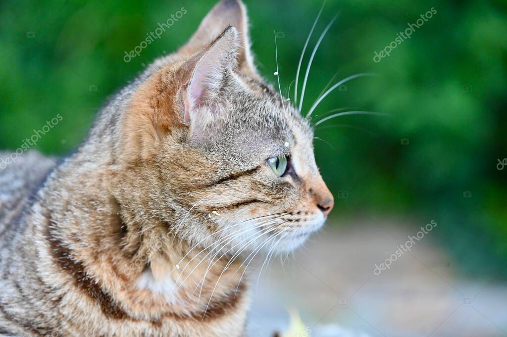 Sahiplendirme ilanı: Beyaz kedi